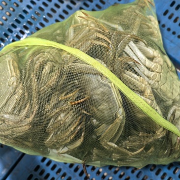 大闸蟹。