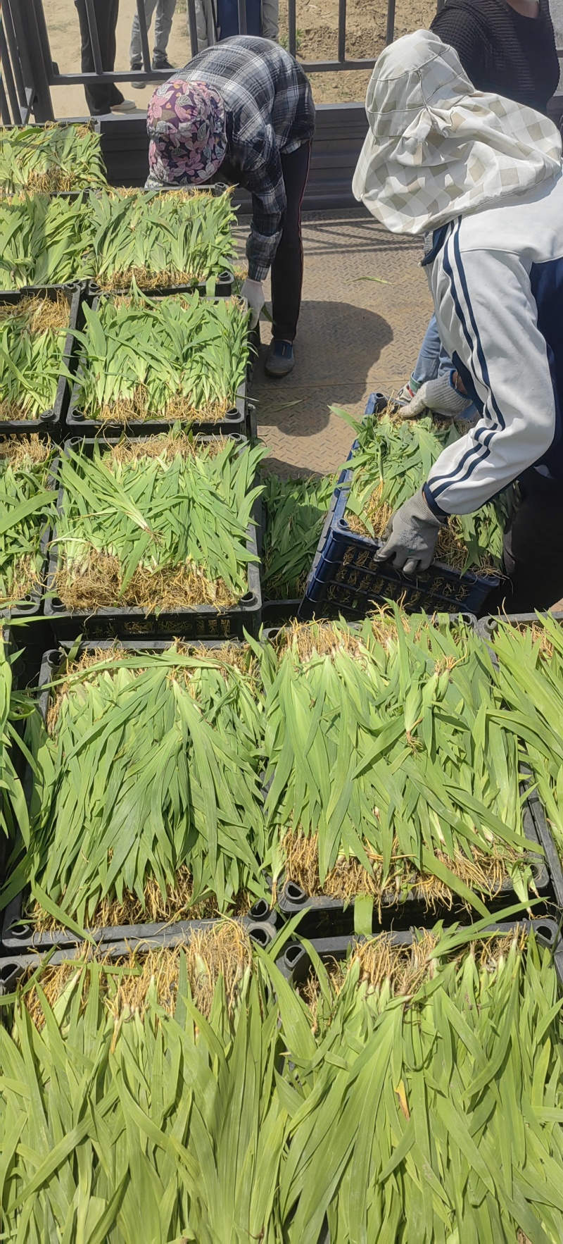 射干，还是射干，今年抄底的射干往年8分今年3分一棵。
