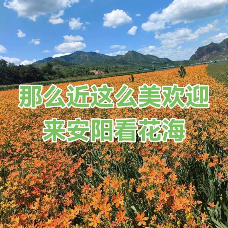 射干，还是射干，今年抄底的射干往年8分今年3分一棵。