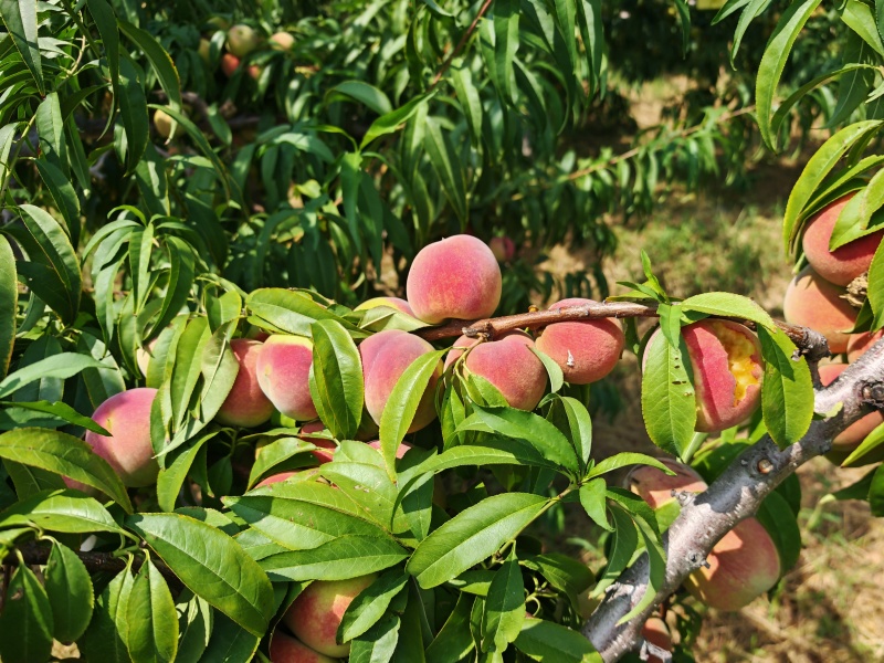 预售金秋红蜜