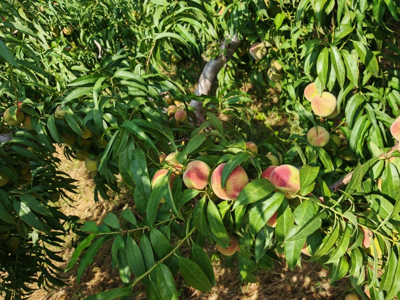 预售金秋红蜜
