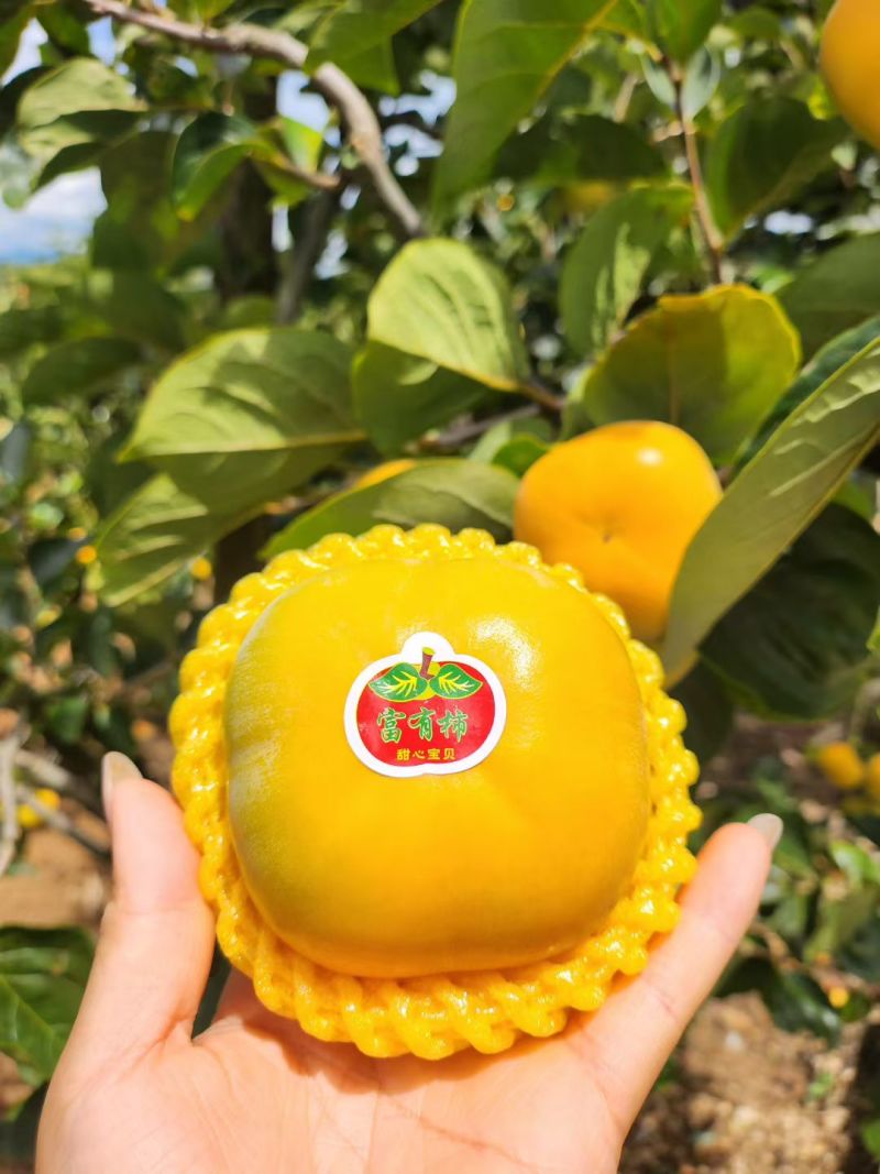 保山富有甜脆柿