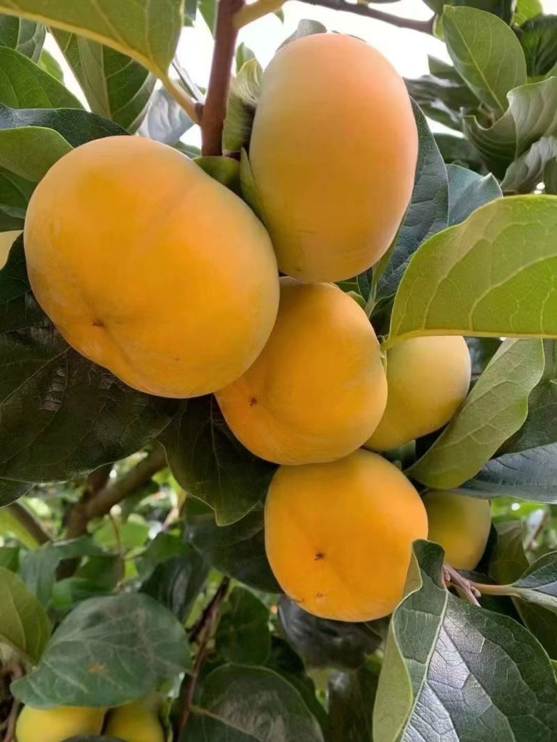保山富有甜脆柿