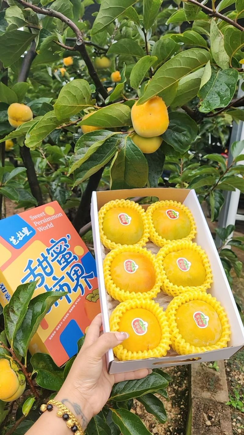 保山富有甜脆柿