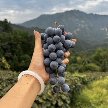 高山漏天刺葡萄🍇成熟了需要的老板可以联系我