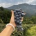 高山漏天刺葡萄🍇成熟了需要的老板可以联系我