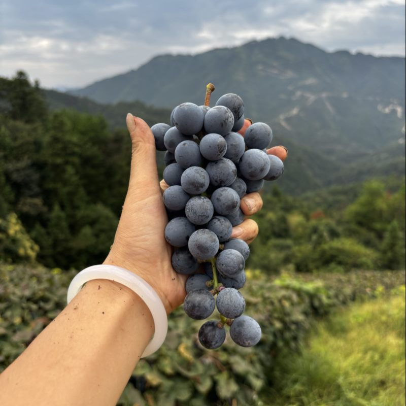 高山漏天刺葡萄🍇成熟了需要的老板可以联系我