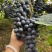 高山漏天刺葡萄🍇成熟了需要的老板可以联系我