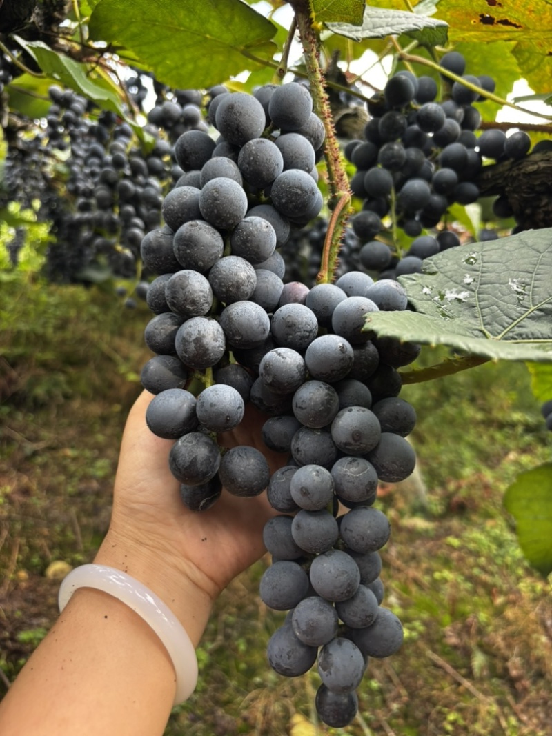 高山漏天刺葡萄🍇成熟了需要的老板可以联系我