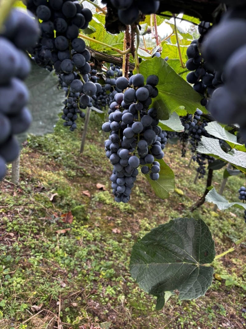 高山漏天刺葡萄🍇成熟了需要的老板可以联系我
