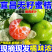 特早蜜橘，产地一手货源可以视频看货，量大优惠欢迎合作