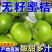特早蜜橘，产地一手货源可以视频看货，量大优惠欢迎合作