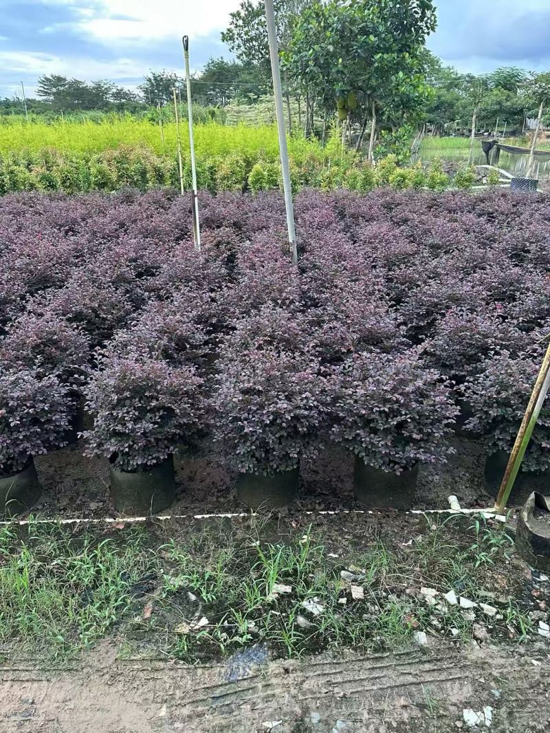 红花继木红继木球造型树精品庭院工程绿化