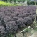 红花继木红继木球造型树精品庭院工程绿化