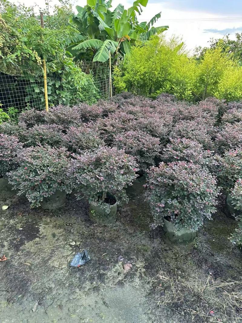 红花继木红继木球造型树精品庭院工程绿化