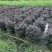 红花继木红继木球造型树精品庭院工程绿化