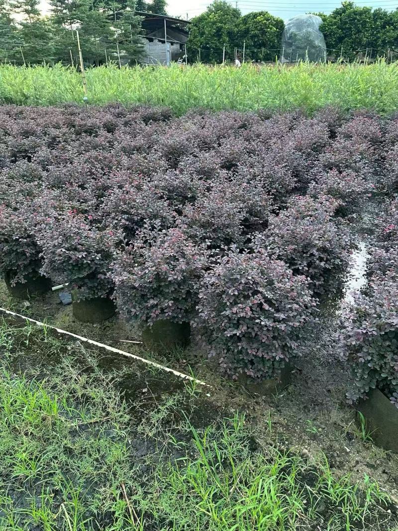 红花继木红继木球造型树精品庭院工程绿化