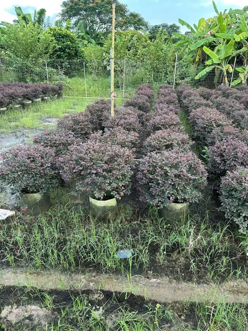 红花继木红继木球造型树精品庭院工程绿化