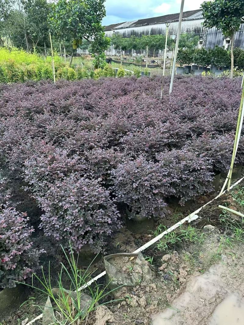 红花继木红继木球造型树精品庭院工程绿化
