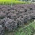 红花继木红继木球造型树精品庭院工程绿化