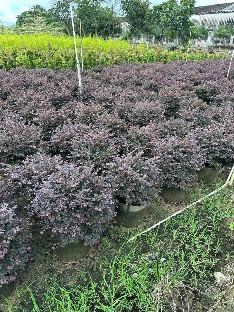 红花继木红继木球造型树精品庭院工程绿化
