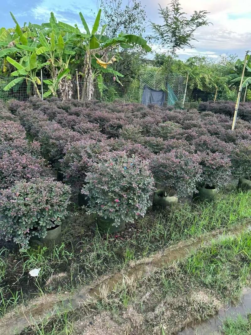 红花继木红继木球造型树精品庭院工程绿化