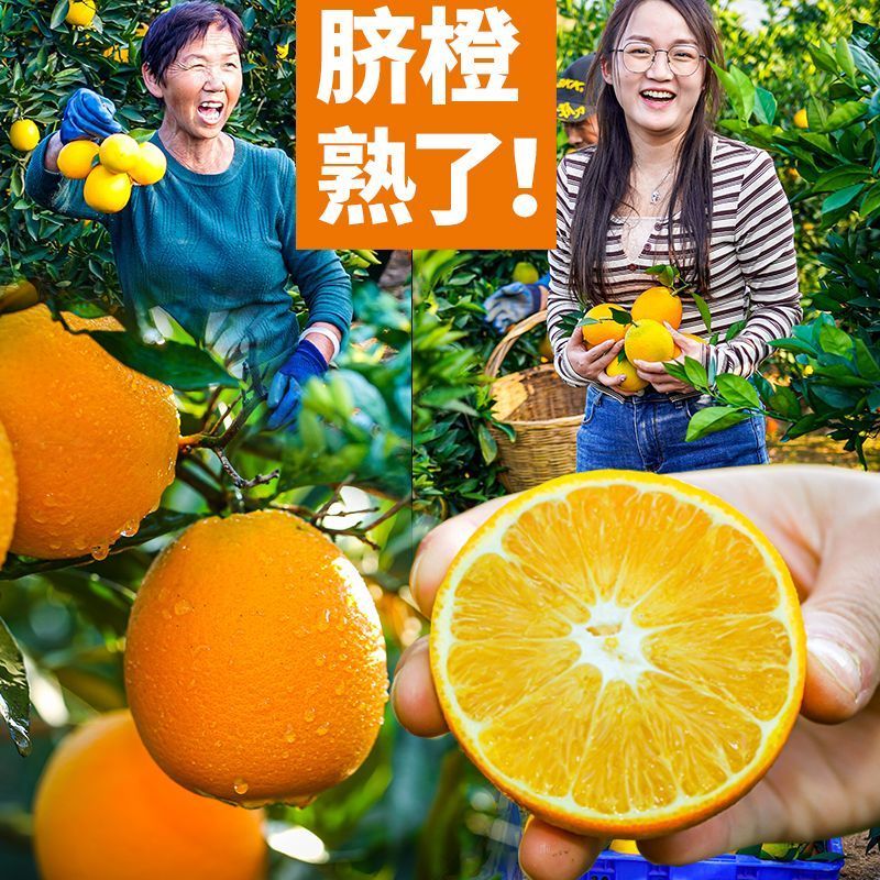 湖北纽荷尔脐橙，产地直发，对接市场电商平台，出口外贸