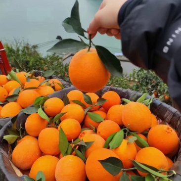 纽荷尔脐橙，水分足甜度高对接电商，出口外贸产地发货