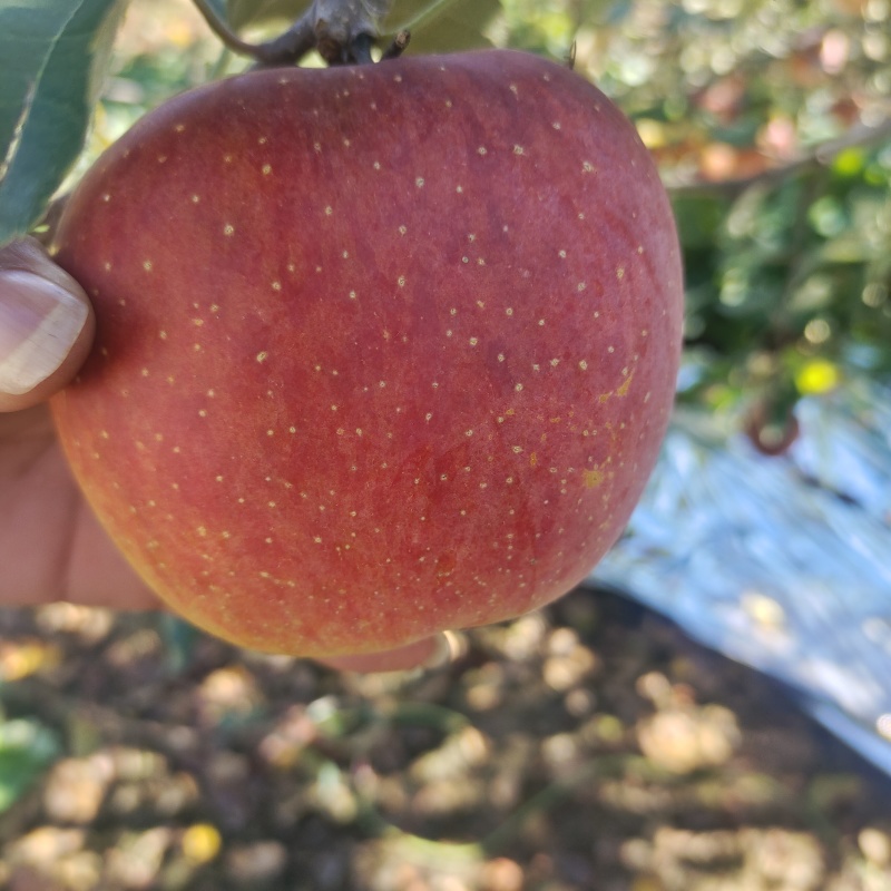 汉源糖心丑苹果大量上市支持电商，商超市场，口感甜水分足