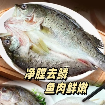 2条*【饭店开背鲈鱼】深海去鳞去内600-700g鲈鱼红
