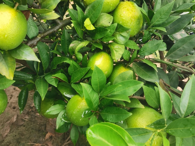 色鲜红纯甜