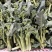 青花薹1号西兰苔种子西洋芥兰种籽芥蓝菜苔四季秧苗西兰花