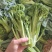 青花薹1号西兰苔种子西洋芥兰种籽芥蓝菜苔四季秧苗西兰花