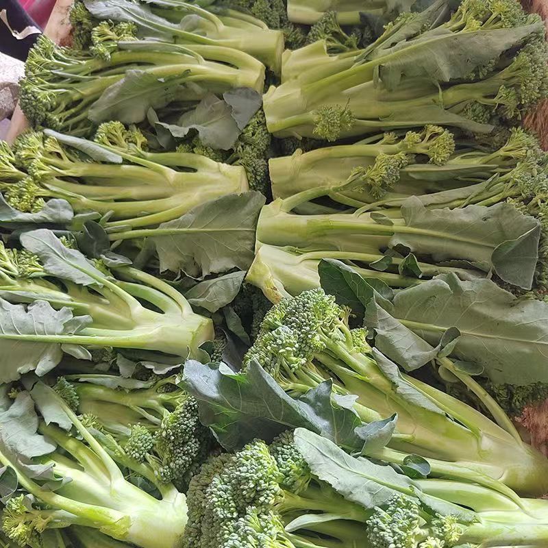 青花薹1号西兰苔种子西洋芥兰种籽芥蓝菜苔四季秧苗西兰花