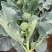 青花薹1号西兰苔种子西洋芥兰种籽芥蓝菜苔四季秧苗西兰花