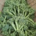 青花薹1号西兰苔种子西洋芥兰种籽芥蓝菜苔四季秧苗西兰花