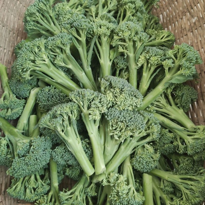 青花薹1号西兰苔种子西洋芥兰种籽芥蓝菜苔四季秧苗西兰花