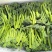 青花薹1号西兰苔种子西洋芥兰种籽芥蓝菜苔四季秧苗西兰花