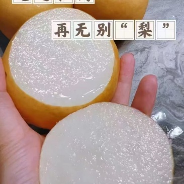 山东莱西秋月梨