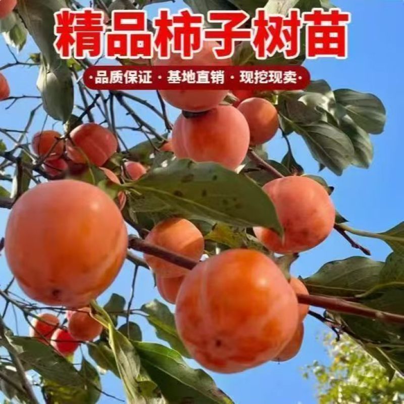 果园直发柿子树苗太秋阳丰甜脆柿自然脱涩现摘现吃包品种