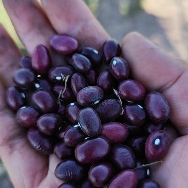 紫砂豆