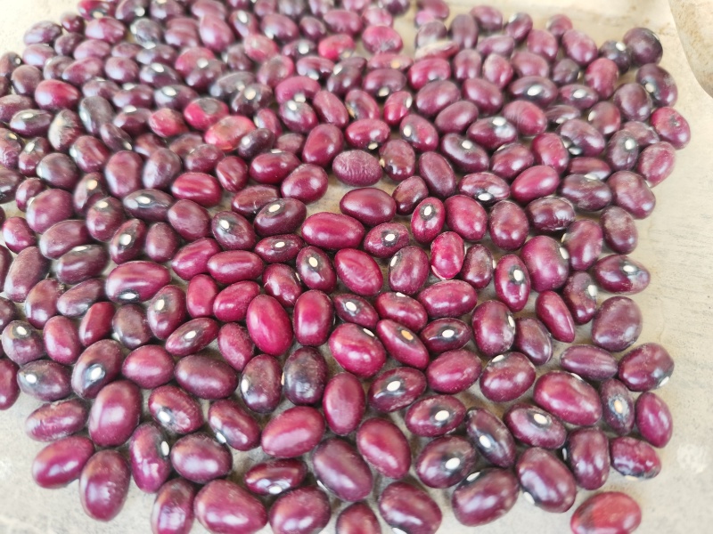 紫砂豆