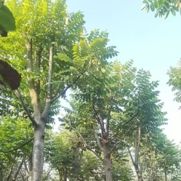 火焰木12～15分骨架