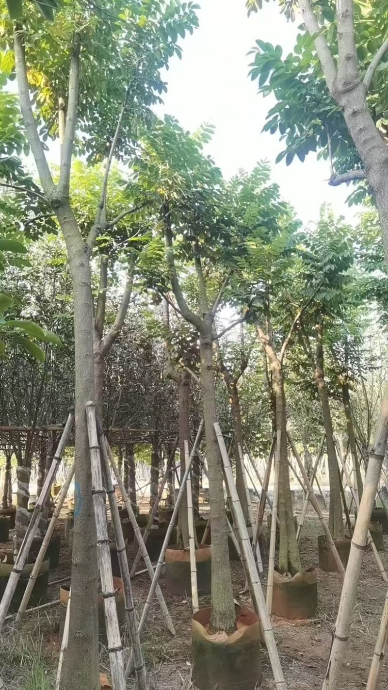 火焰木12～15分骨架
