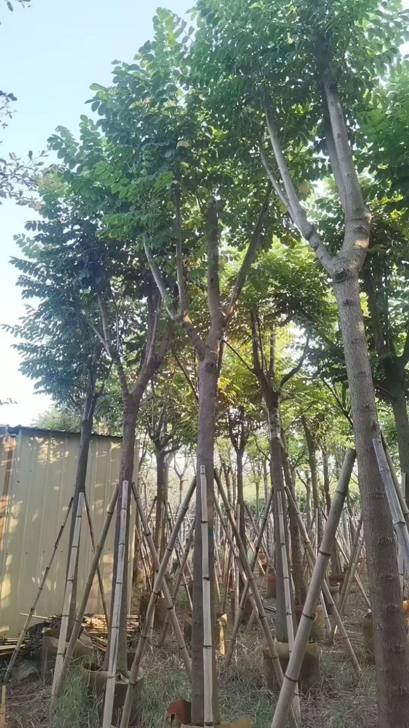 火焰木12～15分骨架
