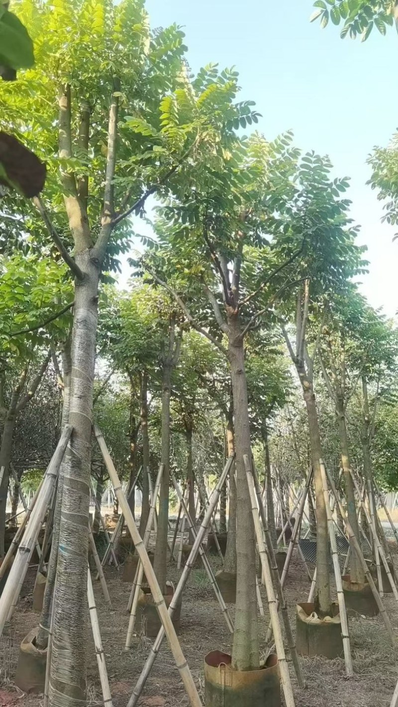 火焰木12～15分骨架