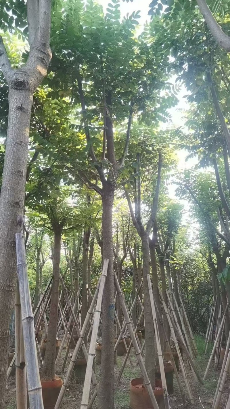 火焰木12～15分骨架