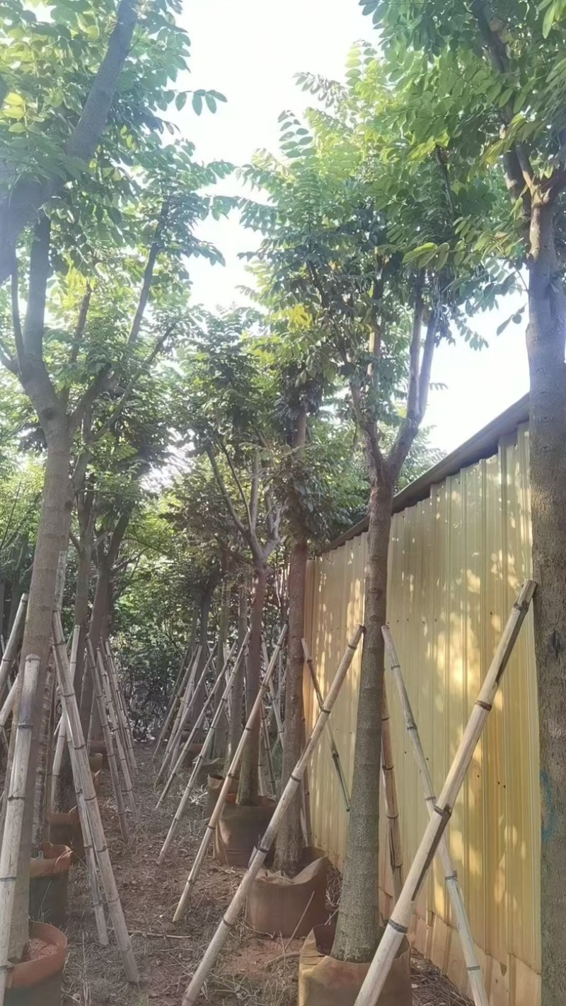 火焰木12～15分骨架