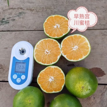 代办本地生产大量供应早熟宫川蜜桔等