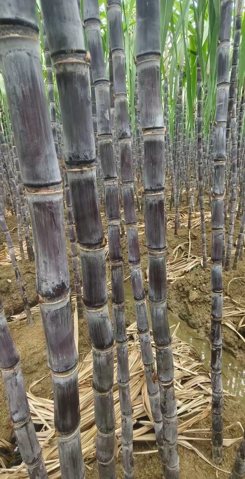 广西黑皮甘蔗，皮薄肉脆清甜，产地直发欢迎各大市场来对接